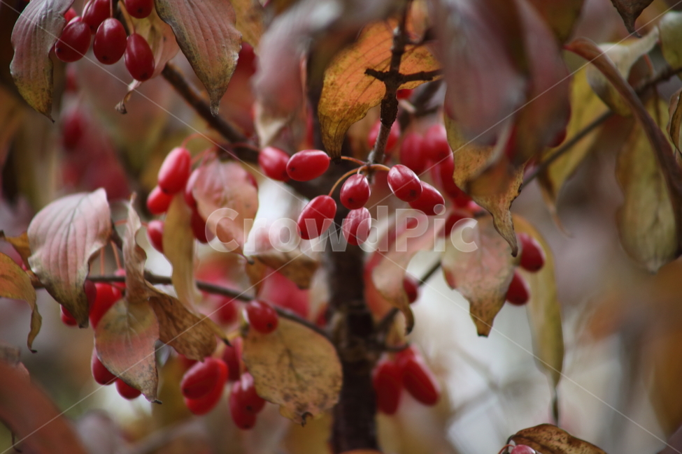 산수유,열매,빨강,가을,japanesecorneliancherry,가을,계절,fall,autumn,season,식물,자연,plants,nature,과일,열매,fruit,plant