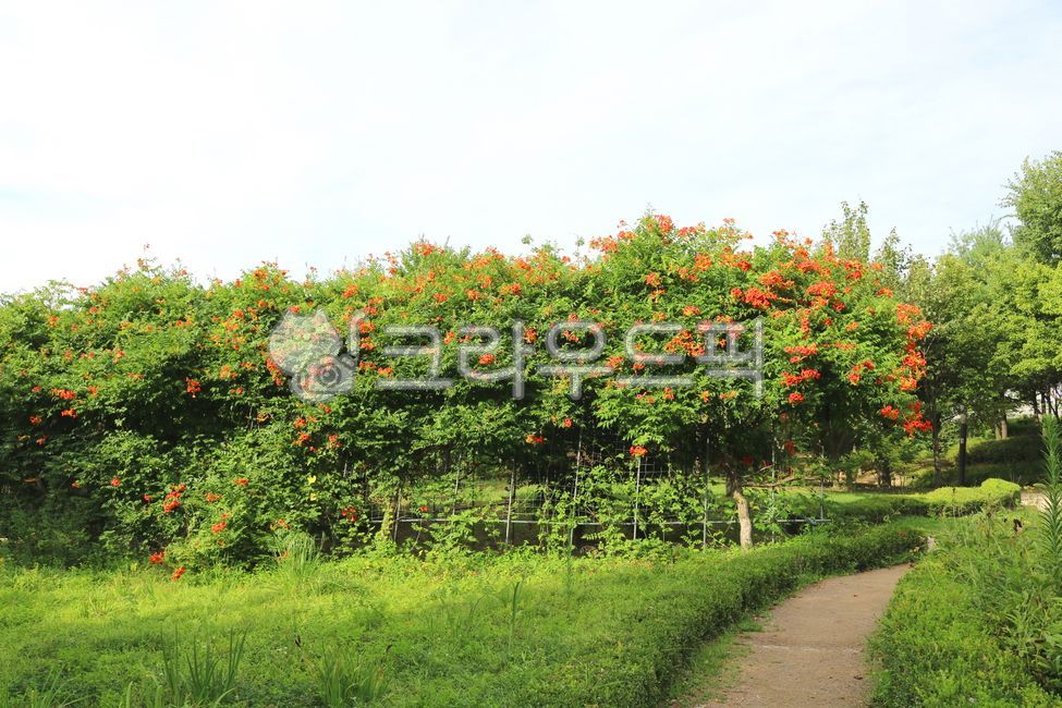 공원,산책로,산책길,자연,창포원공원,창포원식물원,풍경,도봉산,산,나무,식물,하늘,맑은하늘,식물원,꽃,능소화,풀,잡초