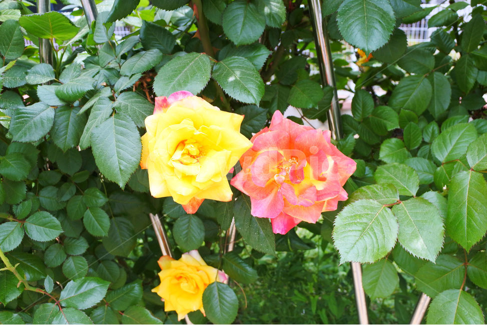 장미,여름,자연,꽃,로즈,색감,green,rose