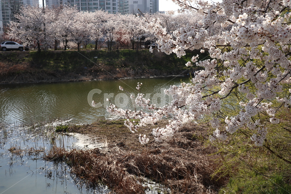 벚꽃,봄,벚꽃축제,황구지천,수원,꽃길,공원,식물,자연,plants,nature,꽃,flower
