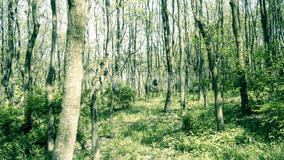 산,나무,초록,꽃,꽃밭,숲속,자연,풍경,nature,landscape,식물,plants,나무,trees,wood,휴식,힐링,rest,relaxation,healing,tree,plant,vegetation,초목,outdoors,옥외,forest,숲,land,땅,woodland,삼림지,grove,작은 숲