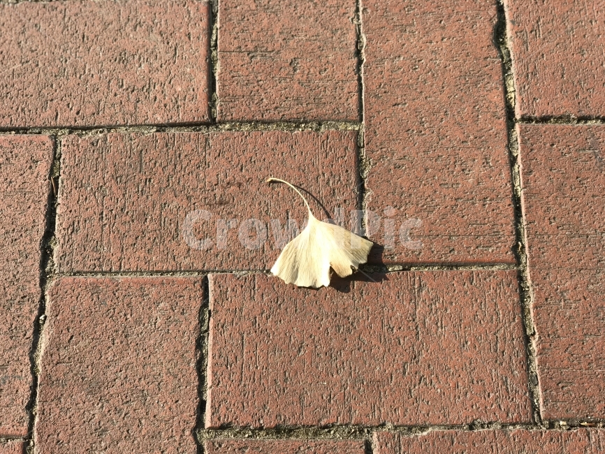 잎,노랑,은행,자연,가을,가을,계절,fall,autumn,season,brick,벽돌,path,통로,walkway,보도