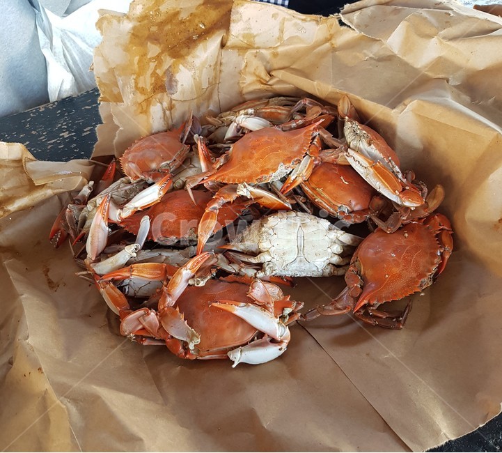 꽃게,게,꽃게찜,음식,식사