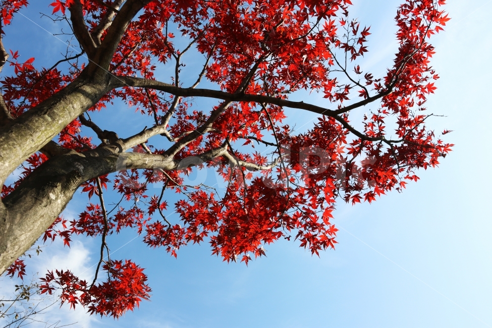 단풍,가을,가을단풍,풍경,가을풍경,가을배경,가을,계절,fall,autumn,season,식물,자연,plants,nature,나무,trees,wood,leaf,잎,plant,tree,maple