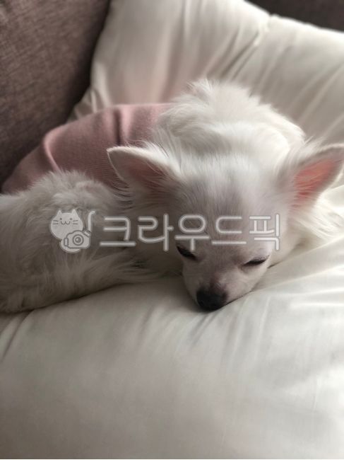 dog,puppy,cute,귀여운,귀여운강아지,하얀강아지,화이트치와와,반려동물,강아지,치와와,애견,반려견