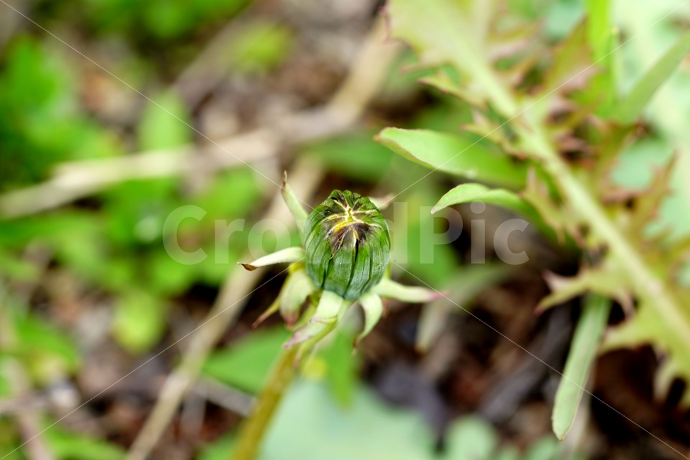 봄,꽃,자연,식물,플라워,spring,flower,nature,plants,민들레,이파리,꽃봉오리,접사,macro,클로즈업,closeup,tree,숲,숲속,산림,삼림,조경,봄꽃,감성,힐링,풍경,landscape,식물,자연,plants,nature,꽃,flower