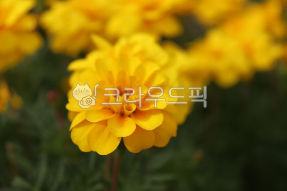 꽃, 노란색, 자연, 노란색꽃, 노랑, 사진,이미지,일러스트,캘리그라피 - Nsc8203작가