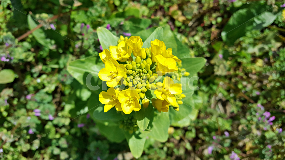 유채꽃,유채,꽃,flower,식물,plant,식물,자연,plants,nature