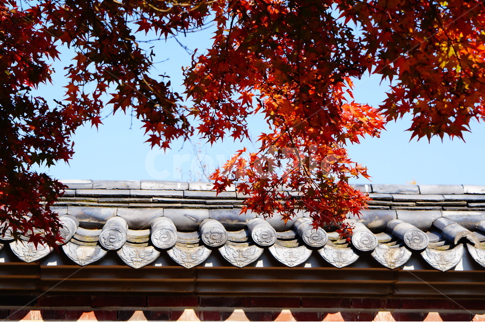 단풍,가을,풍경,빛,해,나무,가을,계절,fall,autumn,season,한국전통,한국문화,korean traditional,korean culture,식물,자연,plants,nature,건축물,건물외관,exterior,building,structure,architecture,construction,leaf,잎,plant,tree