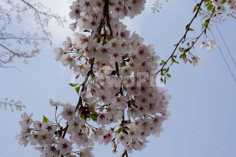 벚꽃,꽃,하늘,여백,봄,공간,설레임,봄,계절,spring,season,식물,자연,plants,nature,꽃,flower,plant,blossom,cherry blossom