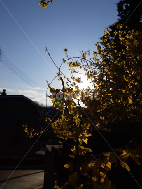 개나리,봄,역광,맑은,하늘,꽃,분위기,봄,계절,spring,season,식물,자연,plants,nature,꽃,flower,light,빛,flare,플레어