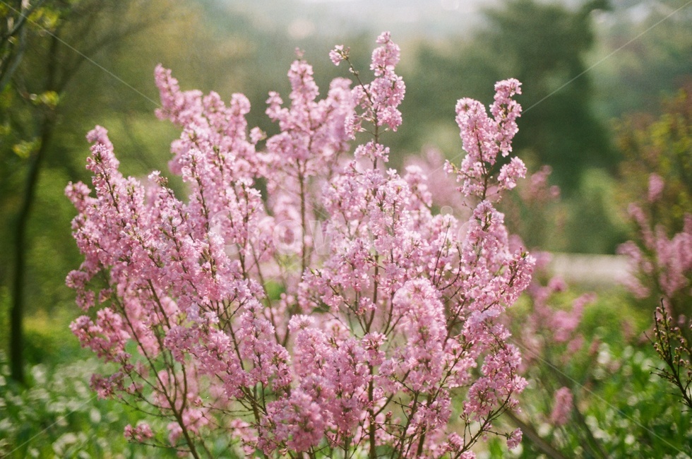 식물원,꽃,필름사진,봄,flower,spring,film,필름,자연,식물,자연,plants,nature,꽃,flower