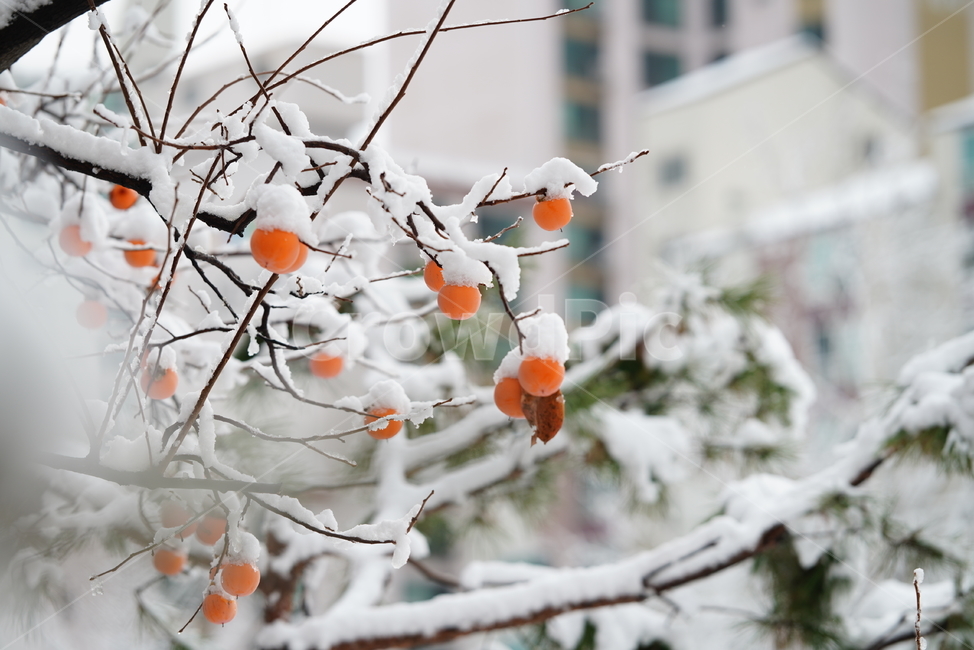 눈,추위,겨울,흰색,화이트,snow,winter,white,식물,생물,가지,설경,감성,날씨,겨울,계절,winter,season,식물,자연,plants,nature,과일,열매,fruit