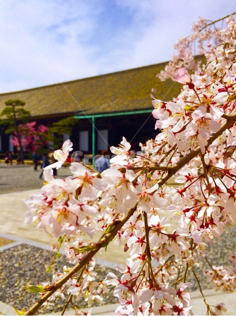 벚꽃,사쿠라,桜,sakura,일본,봄,계절,spring,season,plant,식물,flower,꽃,blossom