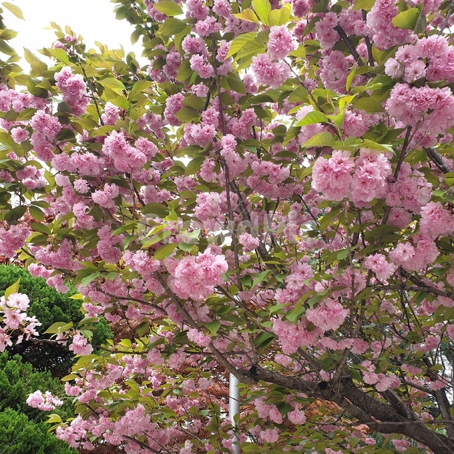 식물,flower,blossom,꽃,봄꽃,식물,자연,plants,nature,꽃,flower