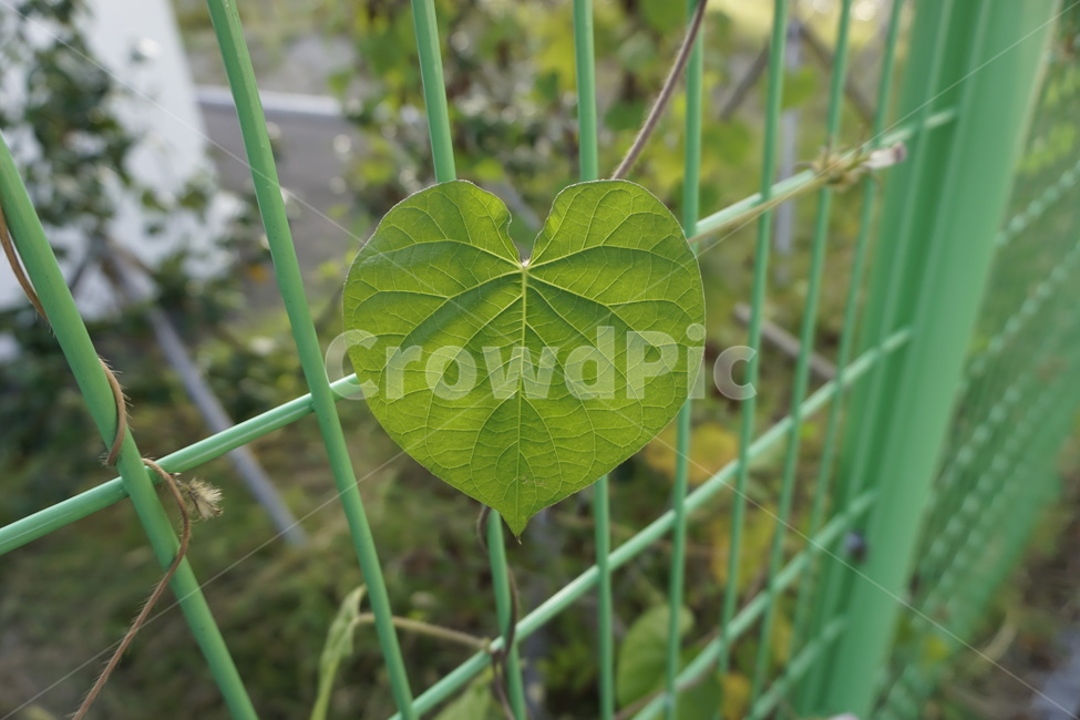 식물,넝쿨,야생식물,팬스,철망팬스,식물,자연,plants,nature