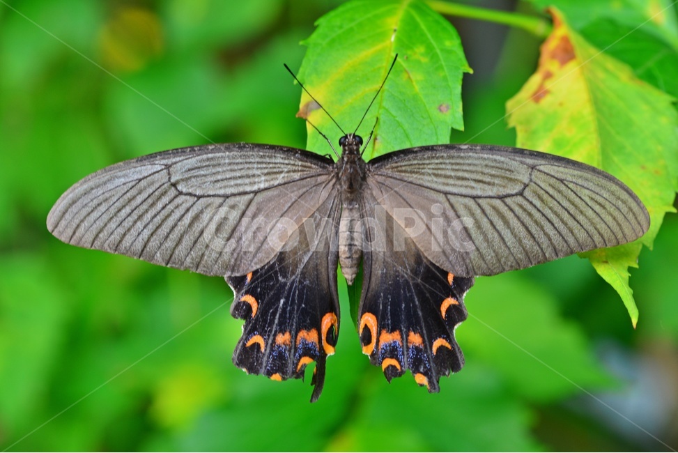 animal,동물,insect,곤충,plant,식물,호랑나비,나비