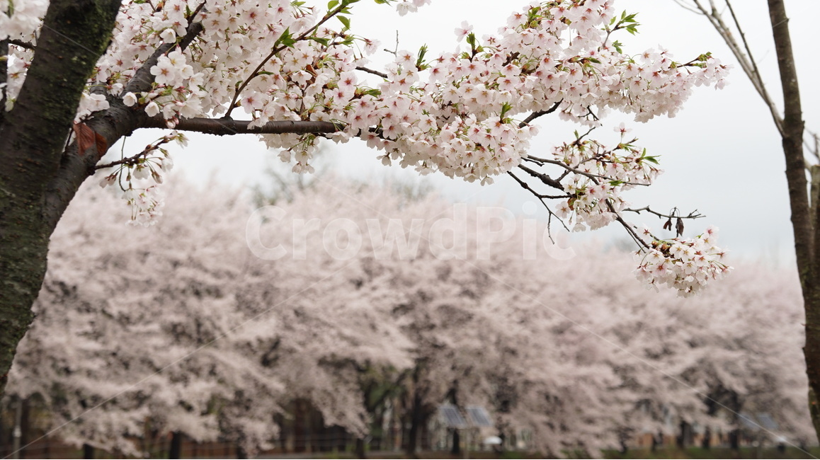 꽃,벚꽃,cherryblossom,봄,벚꽃축제,순식간,벚꽃잎,봄,계절,spring,season,식물,자연,plants,nature,꽃,flower,plant,cherry blossom,blossom