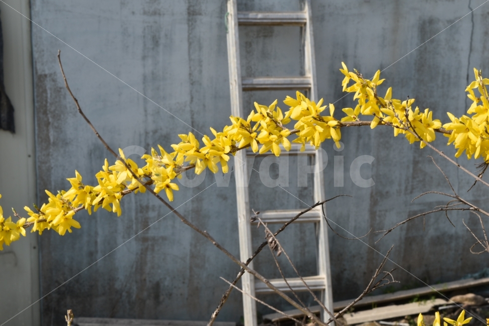 꽃,개나리,봄,사다리,노란,노랑,나들이,식물,자연,plants,nature,봄,계절,spring,season,꽃,flower,plant,blossom