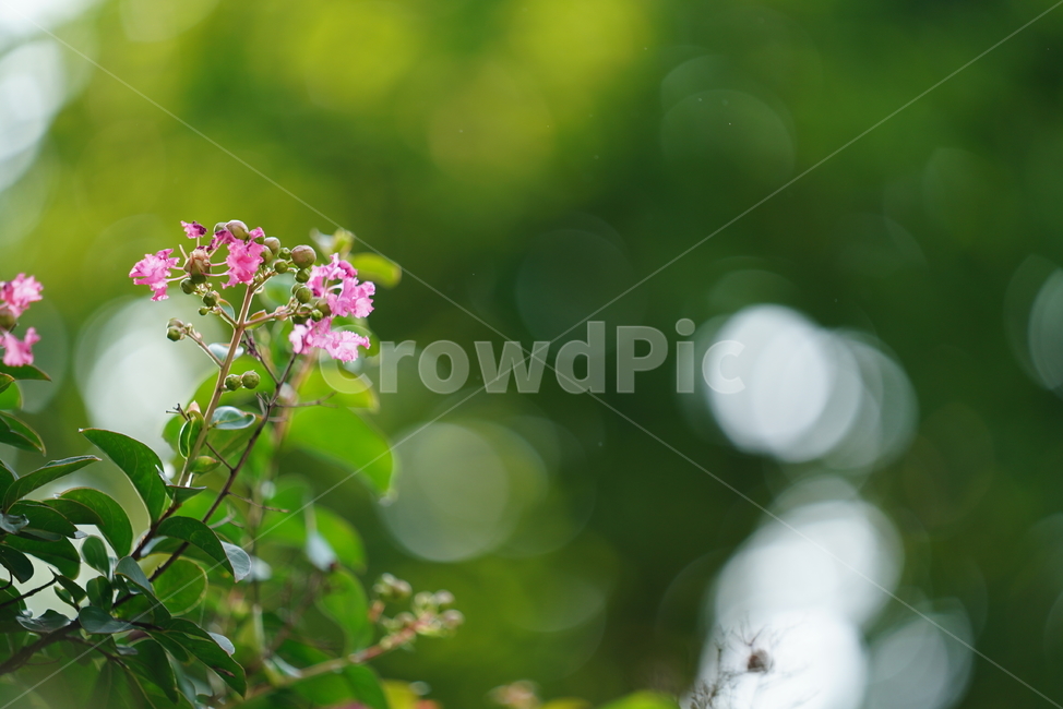꽃,플라워,식물,생물,생명,핑크,분홍,색감,컬러,plant,식물,자연,plants,nature,꽃,flower