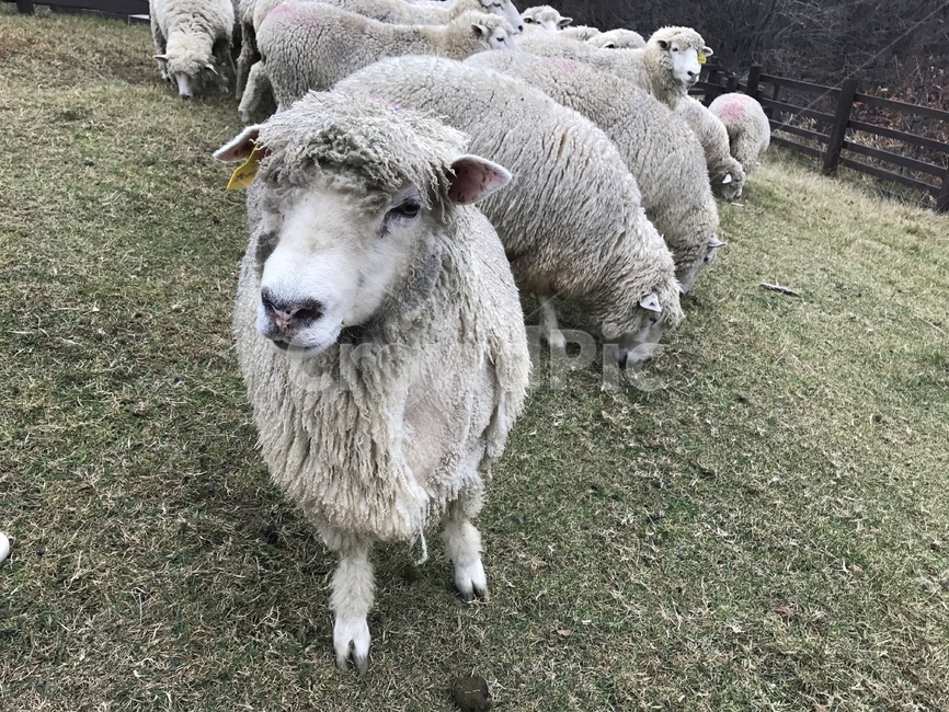 양,대관령,양떼,목장,양털