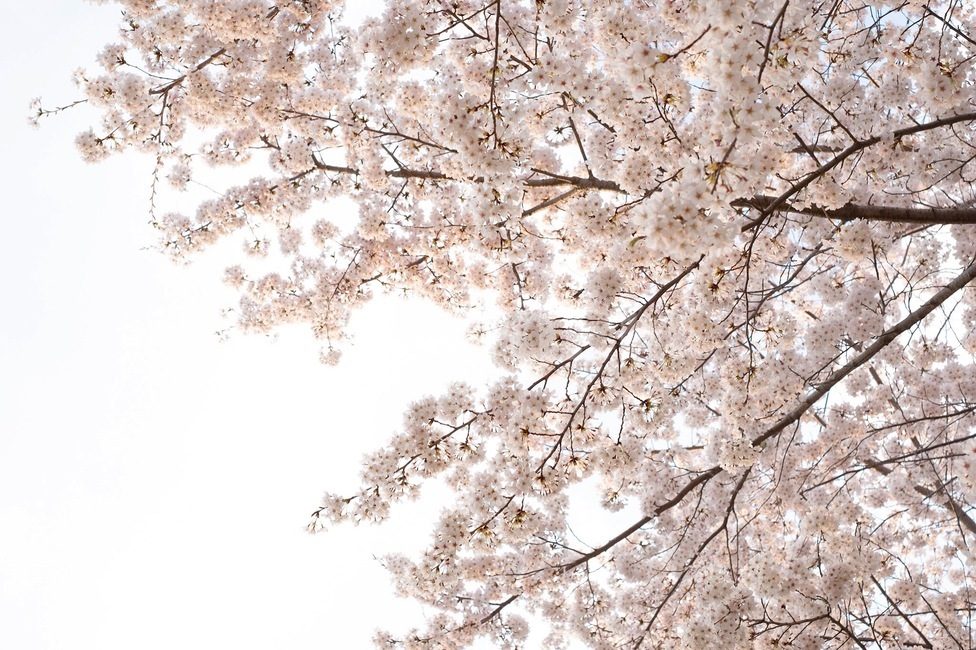 꽃,벚꽃,벚꽃축제,봄,감성,봄,계절,spring,season,plant,식물,blossom,flower,cherry blossom