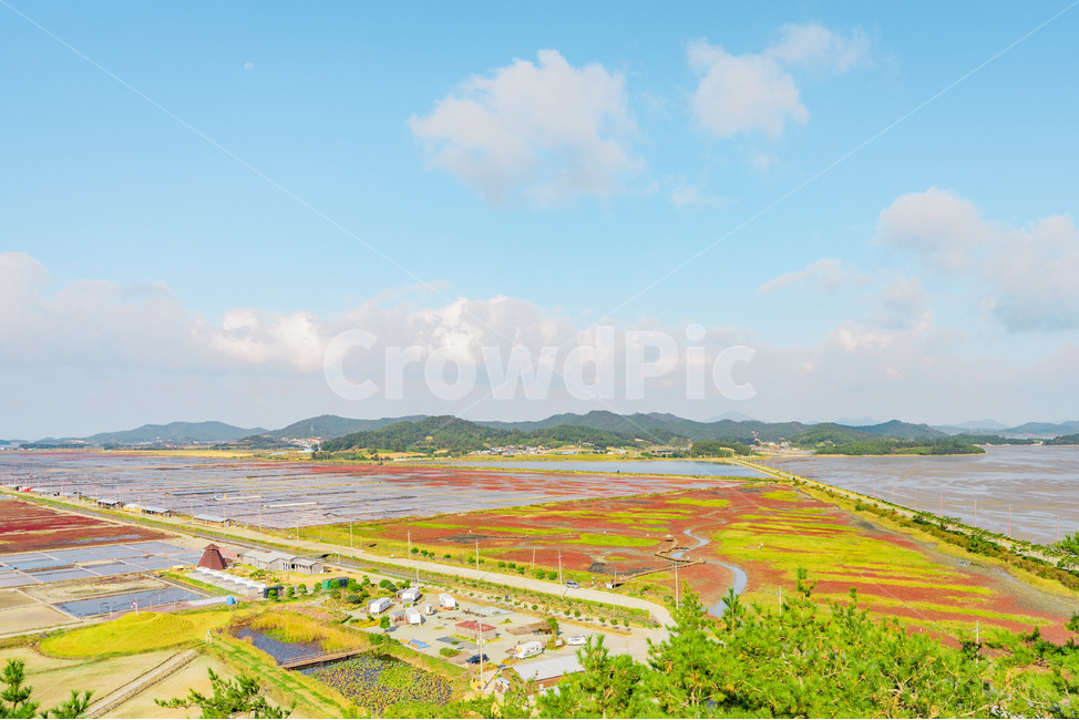 nature,자연,outdoors,풍경,칠면초,붉은밭,신안,전남,빨간땅