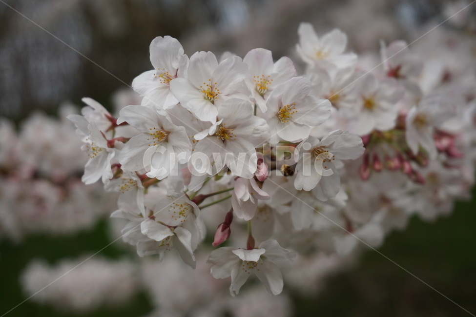봄,벚꽃,계절,꽃,flower,season,식물,spring,나무,봄꽃,식물,자연,plants,nature,꽃,flower