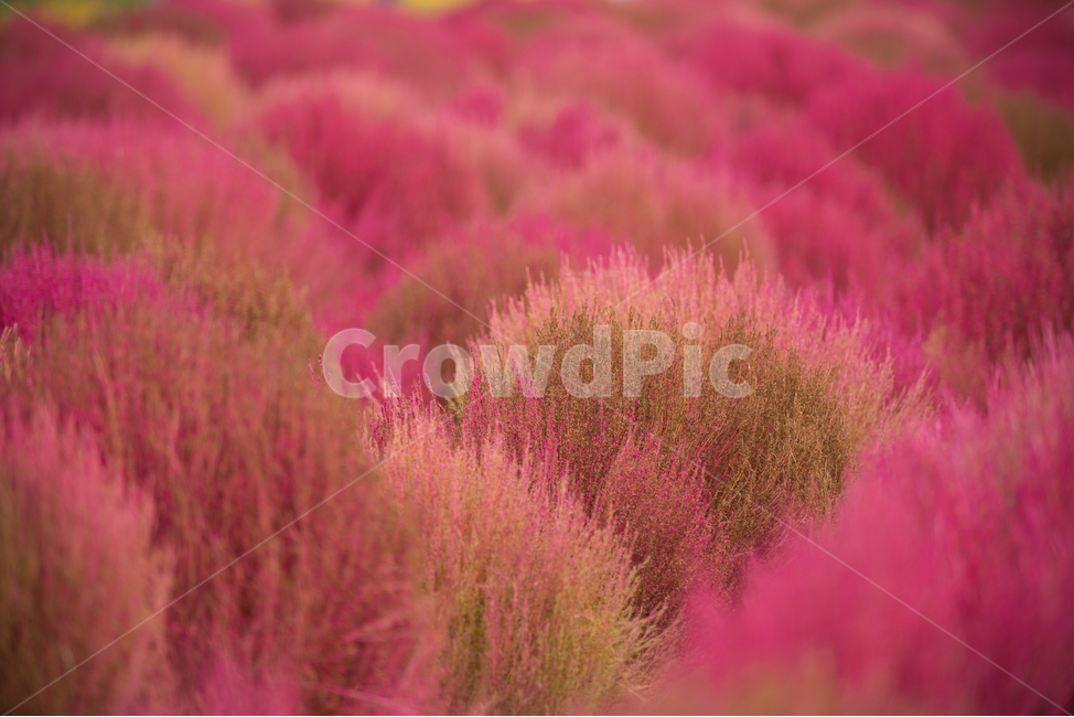 코키아,댑싸리,kochia,색감,진분홍,fall,autumn,가을식물,식물,나리공원,자연,색채,컬러풀,식물,자연,plants,nature,색깔,색상,색채,색감,color sense,color sensitivity,feeling of color