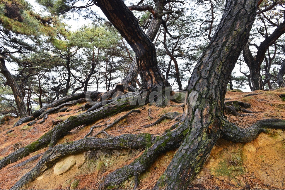 남원,부절리,소나무,나무뿌리,뿌리,tree,나무,treetrunk,나무줄기,plant,식물,식물,자연,plants,nature,나무,trees,wood