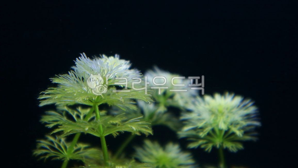 ambria,hydroponic plants,hydroponicplant,plant,water plant,tree,coniferous plant,conifer