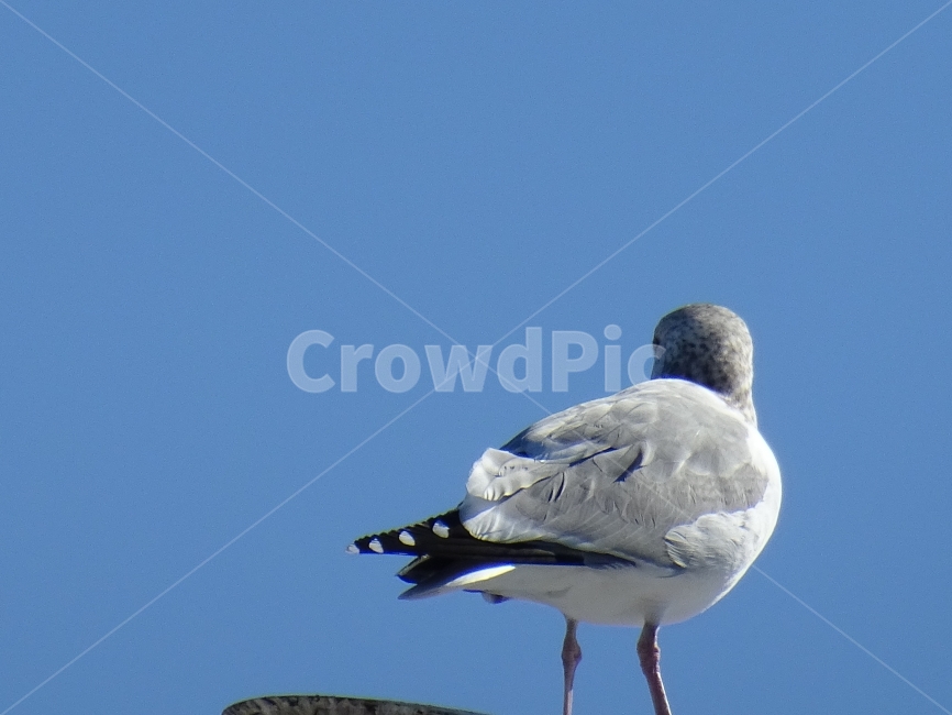 갈매기,동물,조류,새,gull,한마리,뒤돌아있는,동물,animal,조류,새,birds