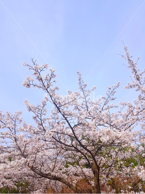 cherryblossom,벚꽃,꽃,식물,봄,분홍,분홍색,나무,자연,flower,plant,spring,pink,nature,tree