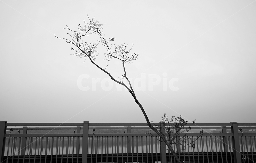 나무,철로,다리,교각,레일바이크,시설물,겨울,계절,winter,season,식물,자연,plants,nature,나무,trees,wood,흑백,모노톤,monochrome,black and white