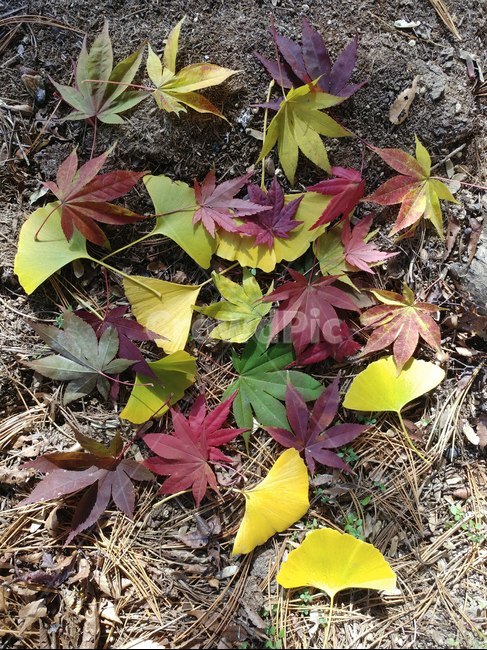 단풍,가을단풍,엽록소,가을,maple,plant,식물,leaf,잎