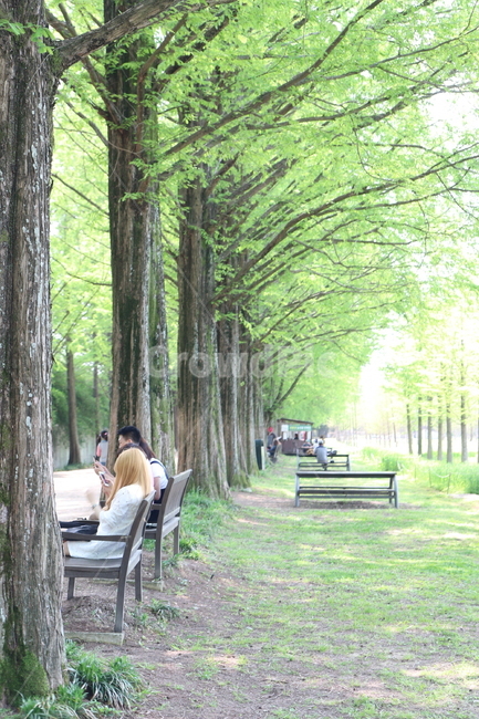 bench,벤치,furniture,가구,outdoors,옥외,tree,나무,plant,식물,메타세콰이어,담양,봄,햇살좋은날,metasequoia,spring,shinnyday,식물,자연,plants,nature,나무,trees,wood