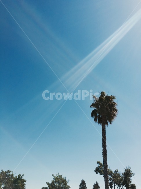 야자수,캘리포니아,햇볕,오후,나른함,여유,california,palm,palmtree,sun,afternoon,break,rest