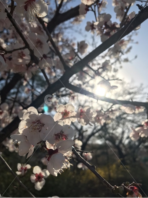 벚꽃,봄날,flower,봄,spring,cherryblossoms,식물,자연,plants,nature,꽃,flower
