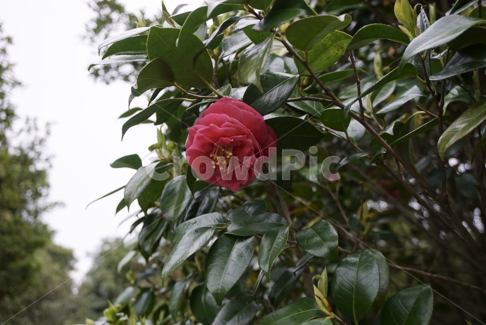 동백꽃,동백나무,빨간꽃,꽃,red,flower,꽃한송이,jejo,식물,자연,plants,nature,꽃,flower