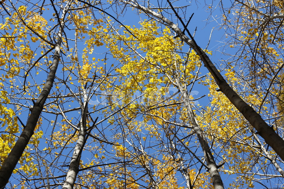 autumn,fall,tree,ginkgo,은행나무,나무,가을,낙엽,가을,계절,fall,autumn,season,식물,자연,plants,nature,나무,trees,wood,plant,tree trunk,나무 줄기