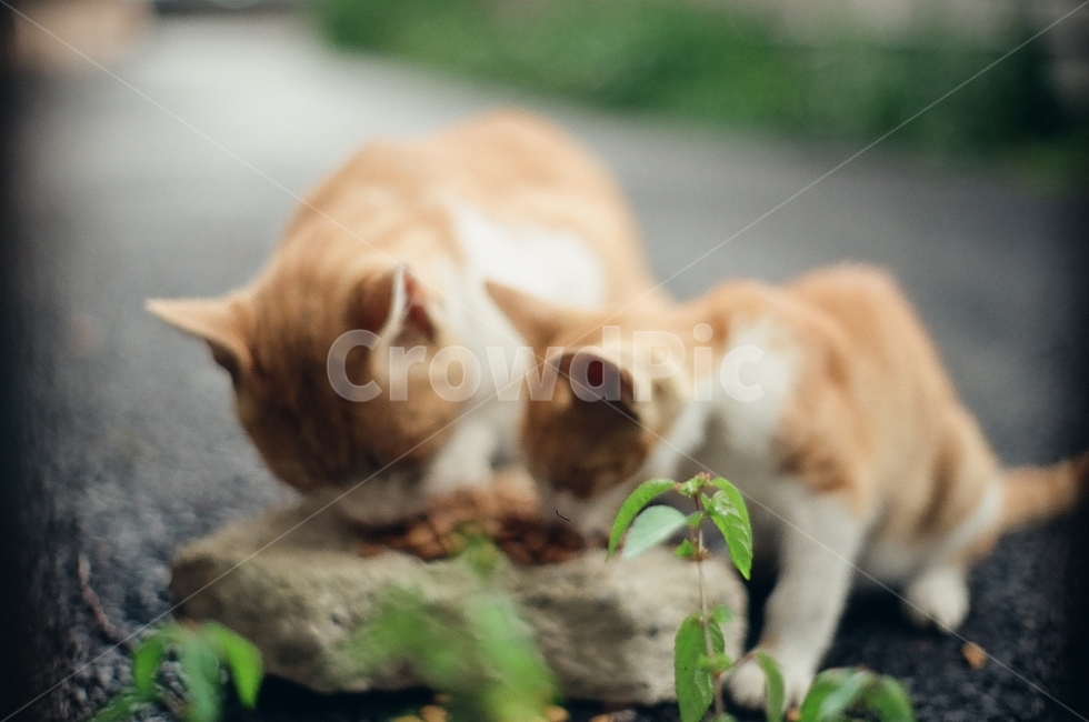 귀여움,야옹,반려동물,cats,mammals,animals,cute,meow,pets,mammal,포유류,cat,고양이,pet,abyssinian,동물,animal,아비시니안,manx,동물,animal,포유류,mammal,고양이,cat,kitten,kitty