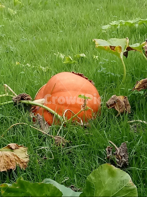 호박,plant,식물,pumpkin,덩굴성일년생초본식물