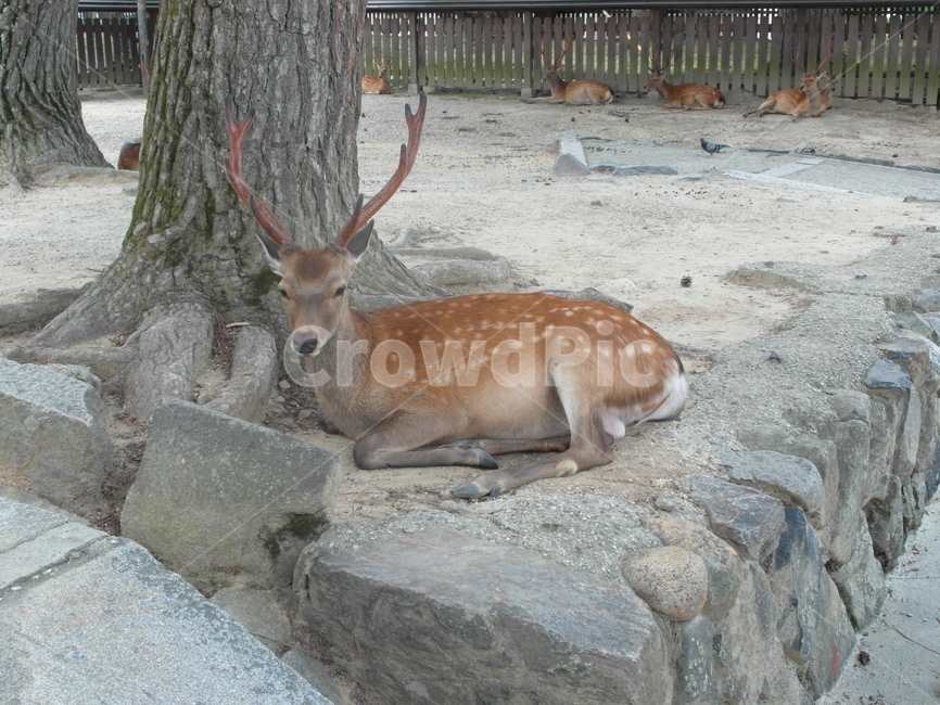 사슴,동물,일본,사슴뿔,자연,동물,animal,포유류,mammal