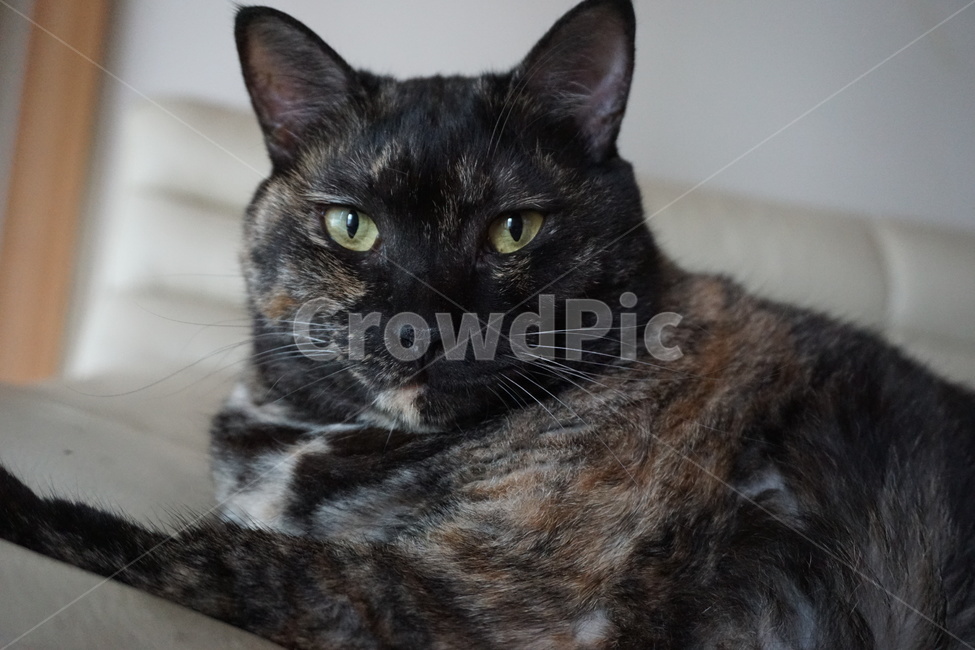 고양이,동물,코리안숏헤어,냐옹이,코숏,동물,animal,포유류,mammal,고양이,cat,kitten,kitty