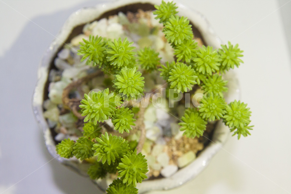 다육이,식물,화분,선인장,자연,식물,자연,plants,nature,실내용화초,화분,화초,house plant,인테리어,실내디자인,interior design
