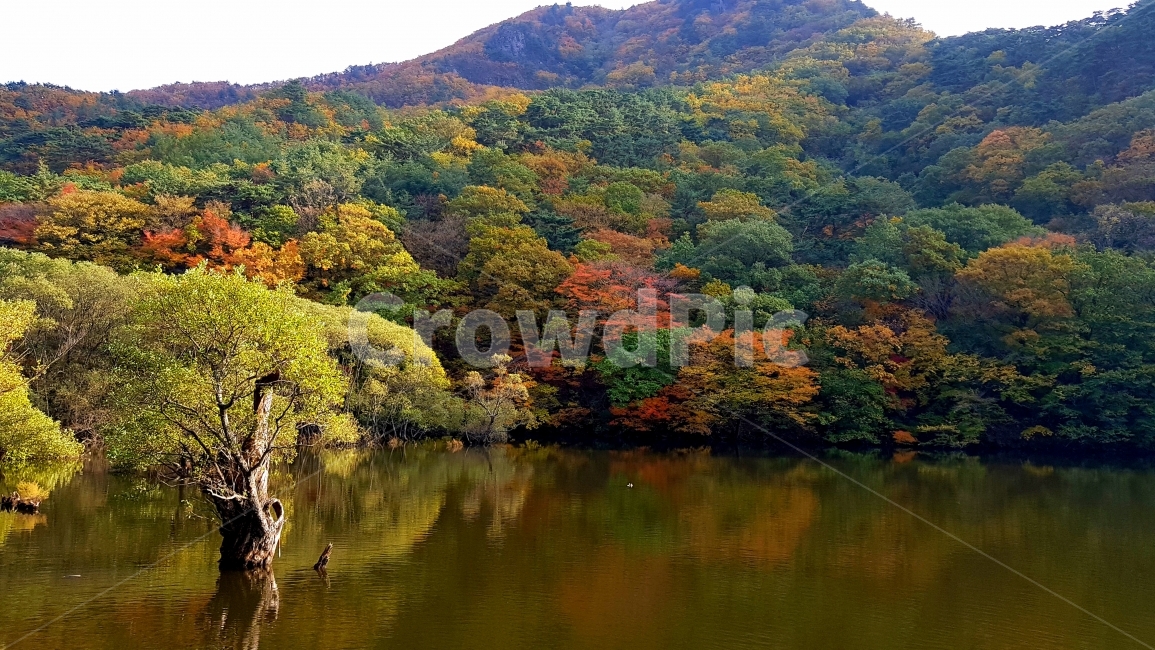 주산지,가을,단풍,반영,호수,가을,계절,fall,autumn,season,자연,풍경,nature,landscape,한국자연풍경,한국자연경관,korea nature landscape,water,물,outdoors,옥외,land,땅