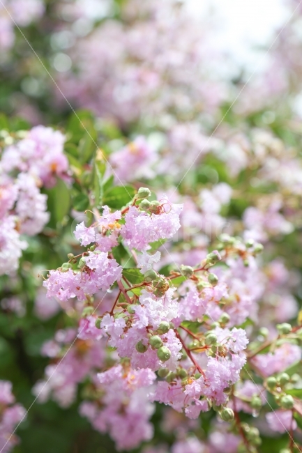자연,꽃,배롱나무,풍경,여름,일상,봄,계절,spring,season,식물,자연,plants,nature,꽃,flower,감성,sensible,feeling,plant,blossom