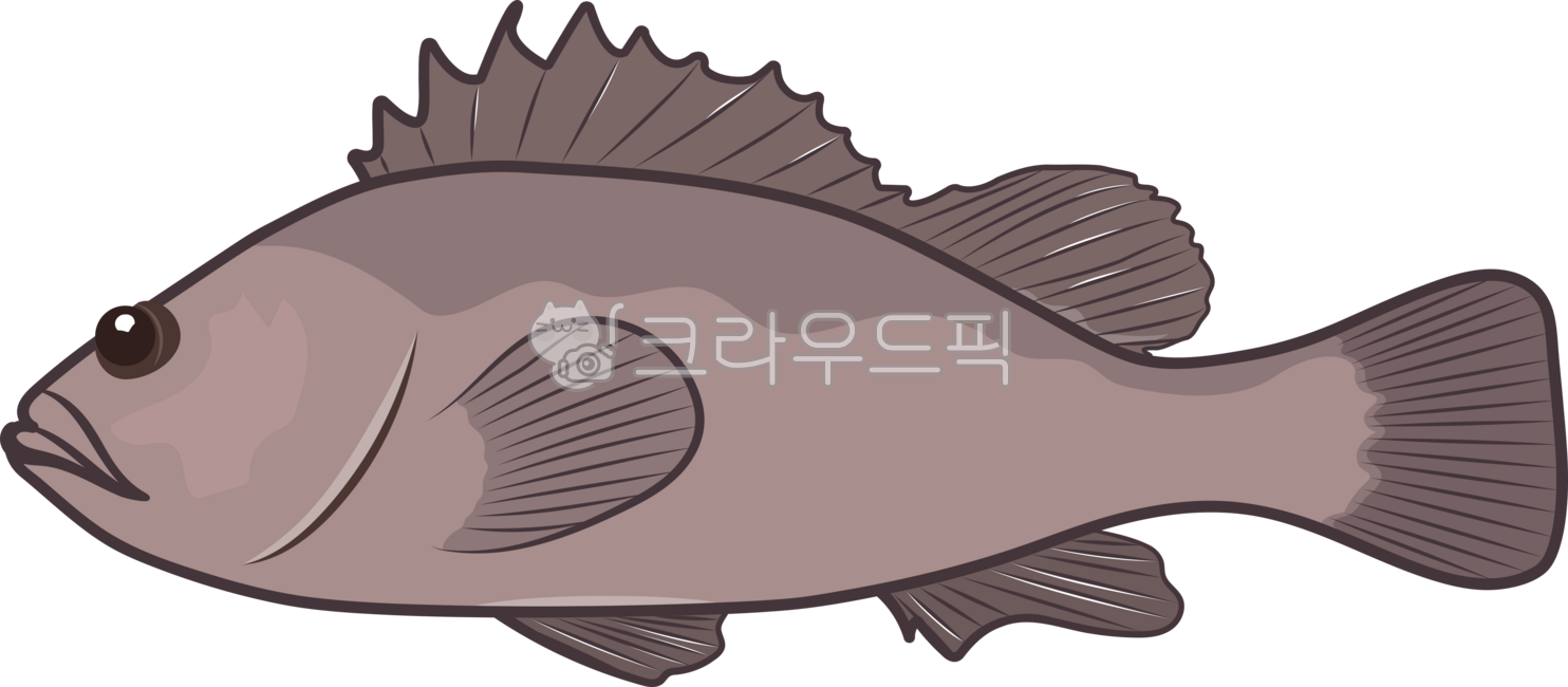 우럭,물고기,해산물,바다,생선,우럭일러스트,수산물,식재료,회꺼리,우럭그림