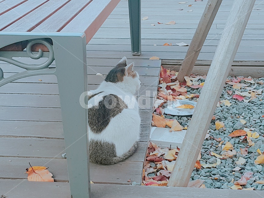 길고양이,동물,고양이뒷모습,고양이,귀여운