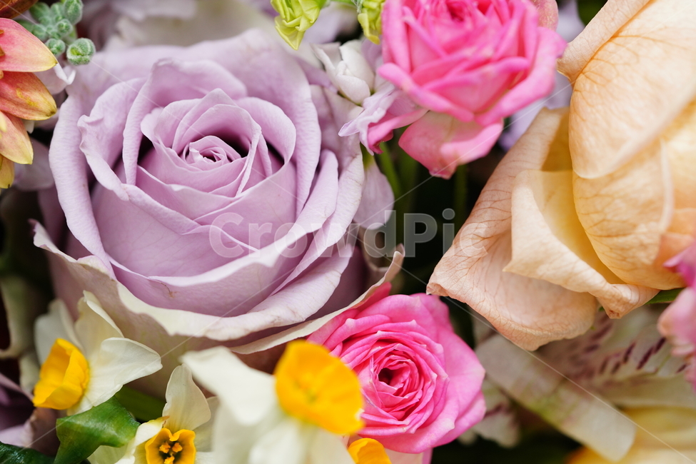 꽃,축하,꽃다발,식물,flower,색감,컬러,플라워,접사,감성,생물,감사,마음,꽃,flower